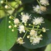 Эфирное масло Бей/ Бэй, 10 мл. — изображение 2