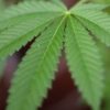 Масло Конопли нерафинированное, 50мл — изображение 2
